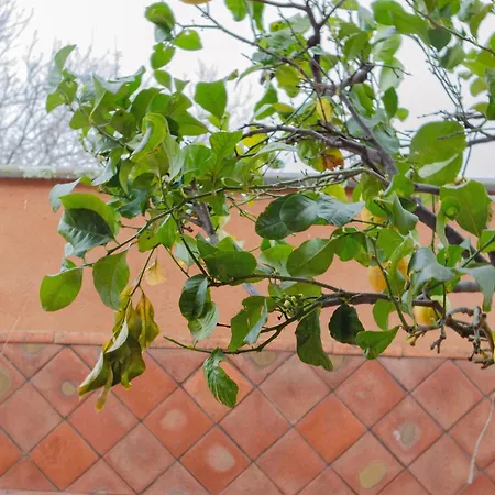 La Dimora Degli Ulivi Sant'Alfio