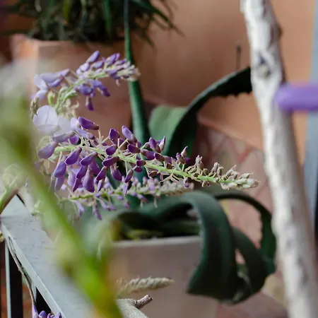 La Dimora Degli Ulivi